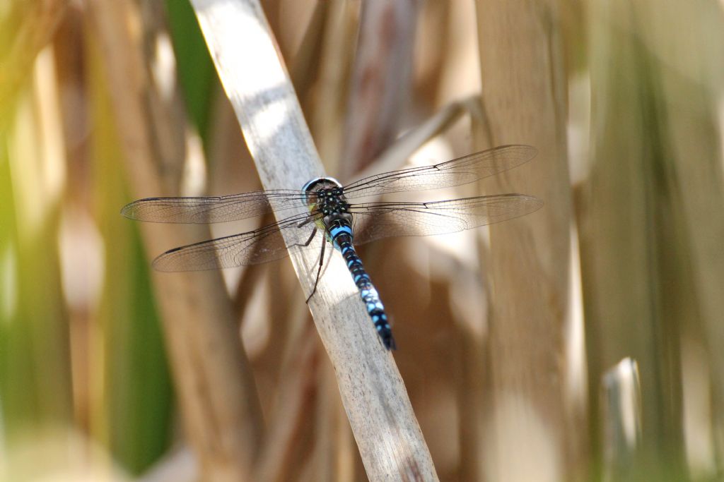 Aeshna juncea maschio?  No, Aeshna mixta.